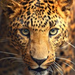 Leopard portrait