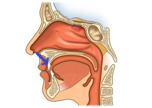 illustration - querschnitt durch mund- und nasenhöhle