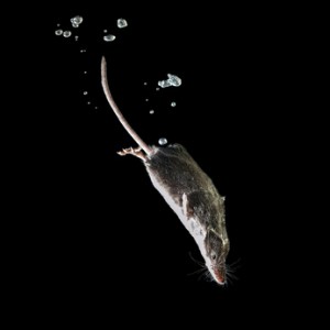 Aquatic Animal Watershrew (neomys fodiens), Mouse diving on it's search for Food