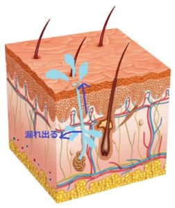 Anatomía de la piel